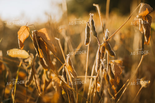 Dried Soybeans at Sunrise 3300