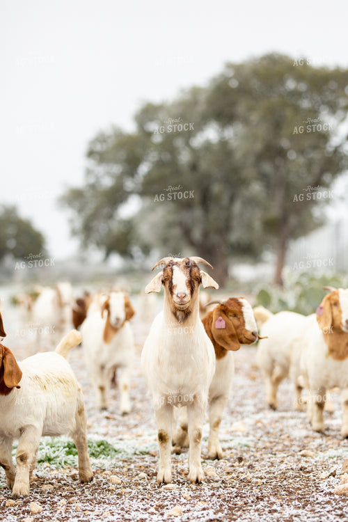 Goats 134073