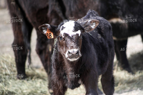 White Faced Calf 117181