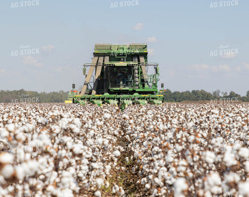 Cotton Harvest 79737