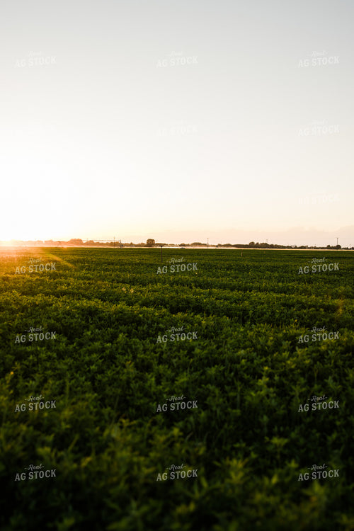 Alfalfa Field at Sunset 83069
