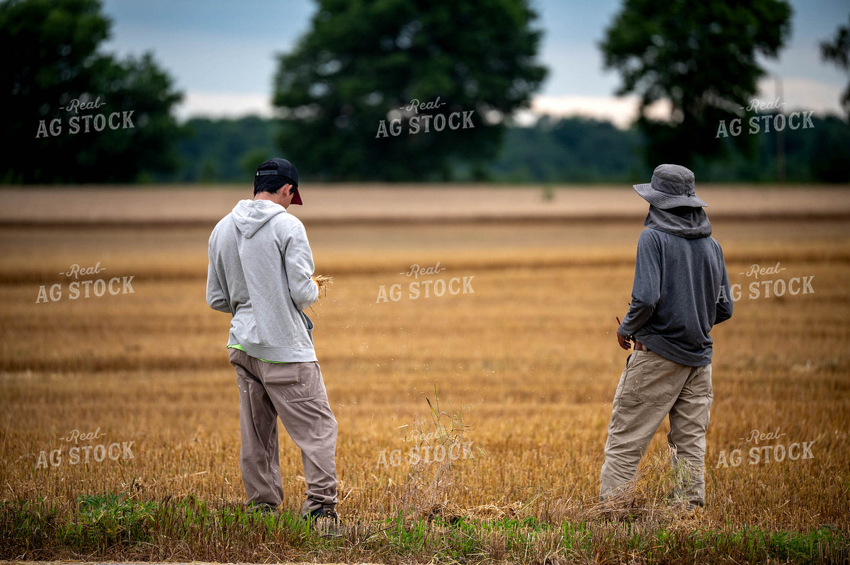 Farmers Watching Wheat Harvest 115967
