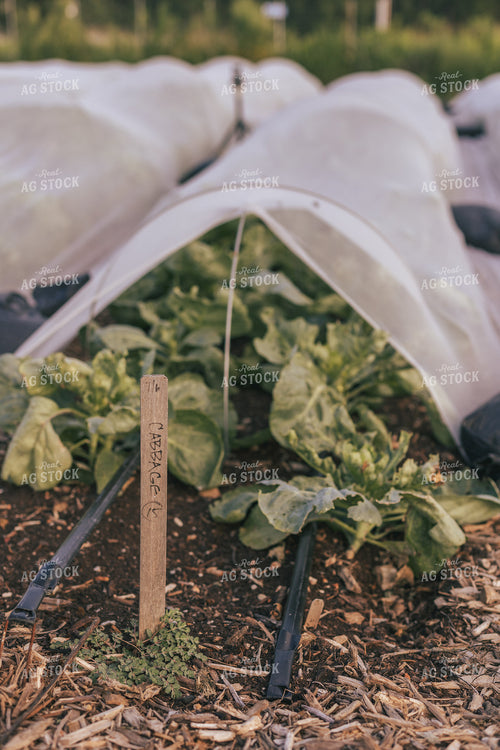 Cabbage 162009