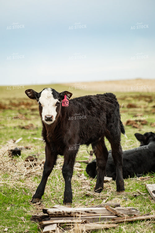 Black Baldy Calf 155672