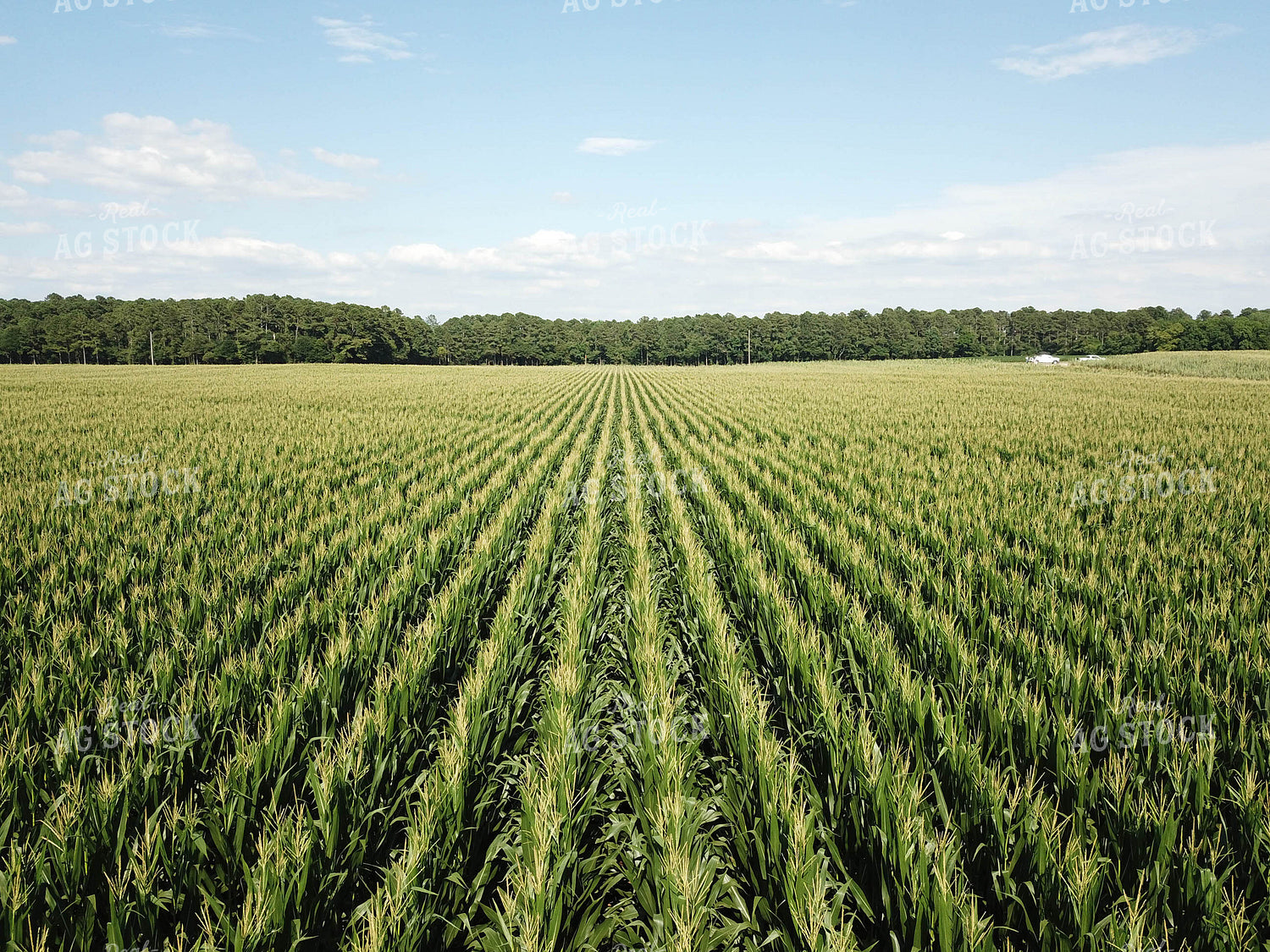 Corn Field 79095
