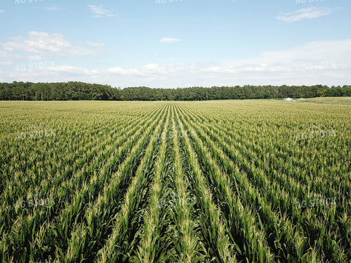 Corn Field 79095