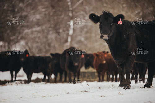 Angus Cattle in Snowy Pasture 3762