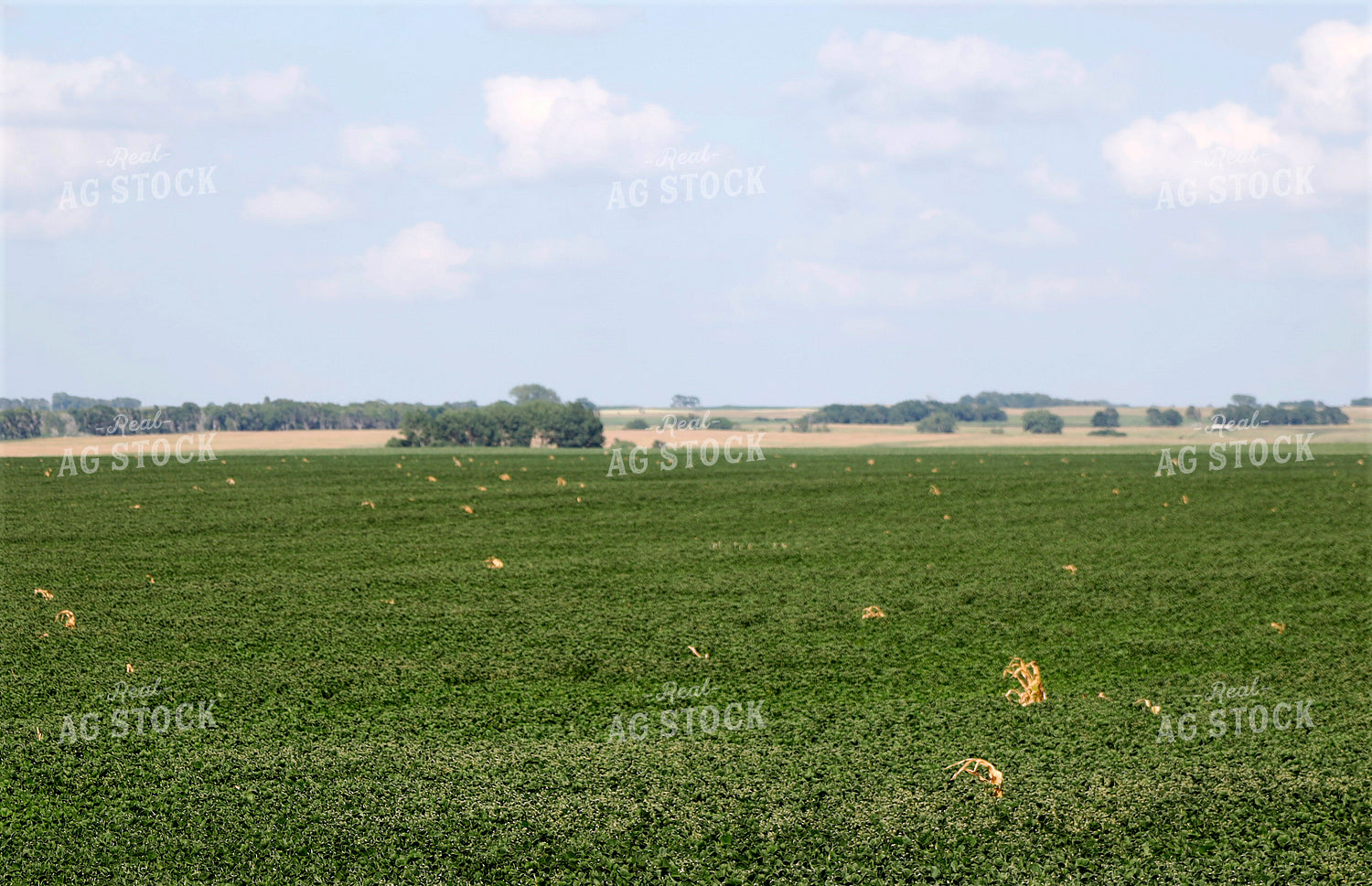 Soybean Field 141630
