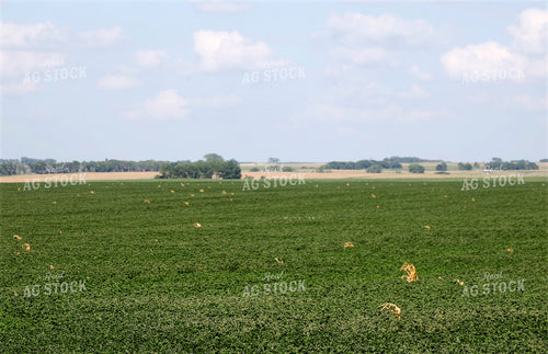 Soybean Field 141630