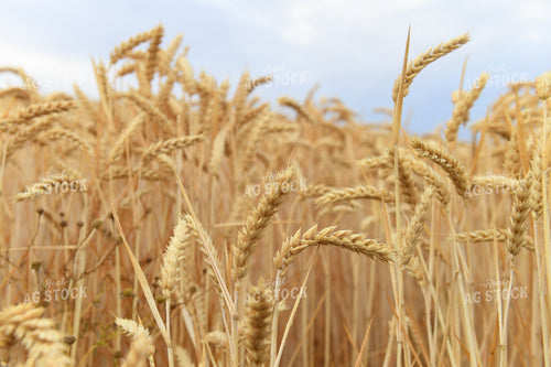 Wheat 129054