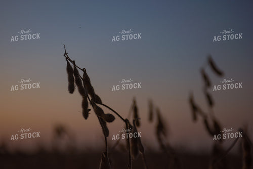 Dried Soybeans 129081