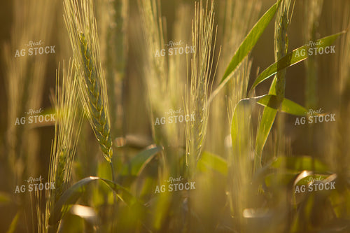 Wheat 2194