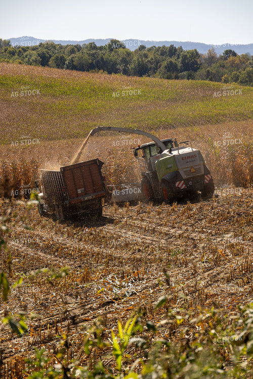 Chopping Corn Silage 194025