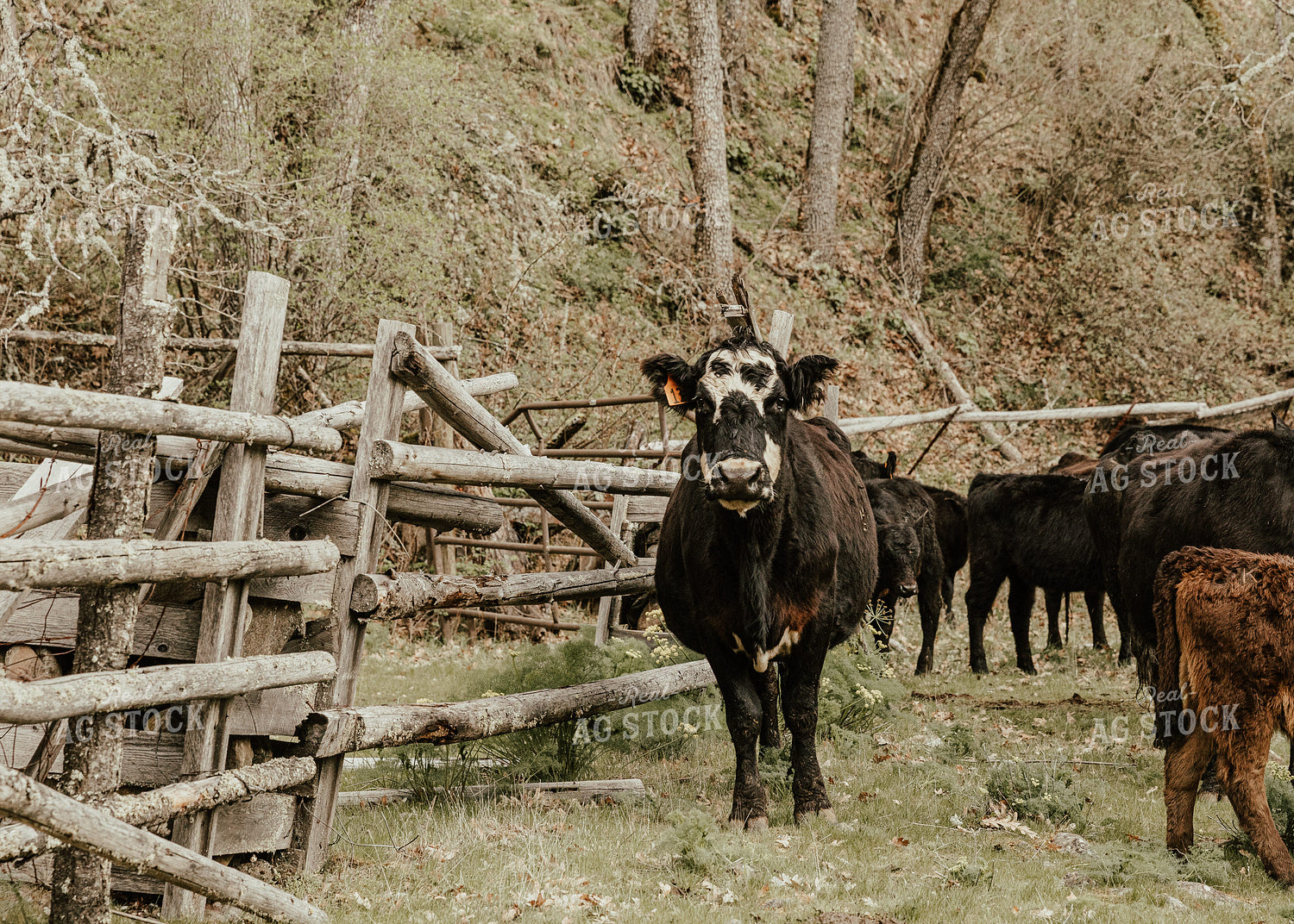 Cattle in Pasture 66015