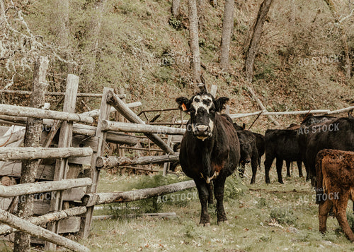 Cattle in Pasture 66015