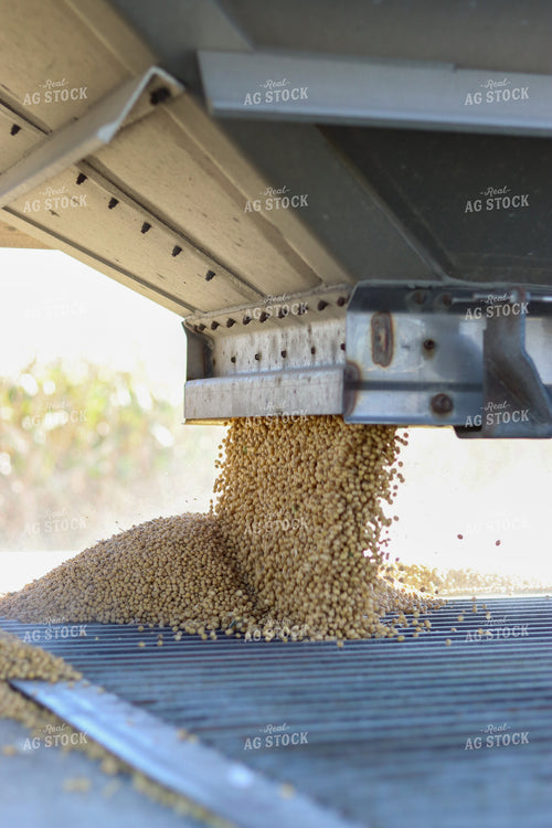 Soybeans Coming Out of Hopper 109027