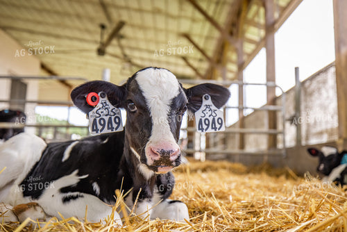 Holstein Calf 270364