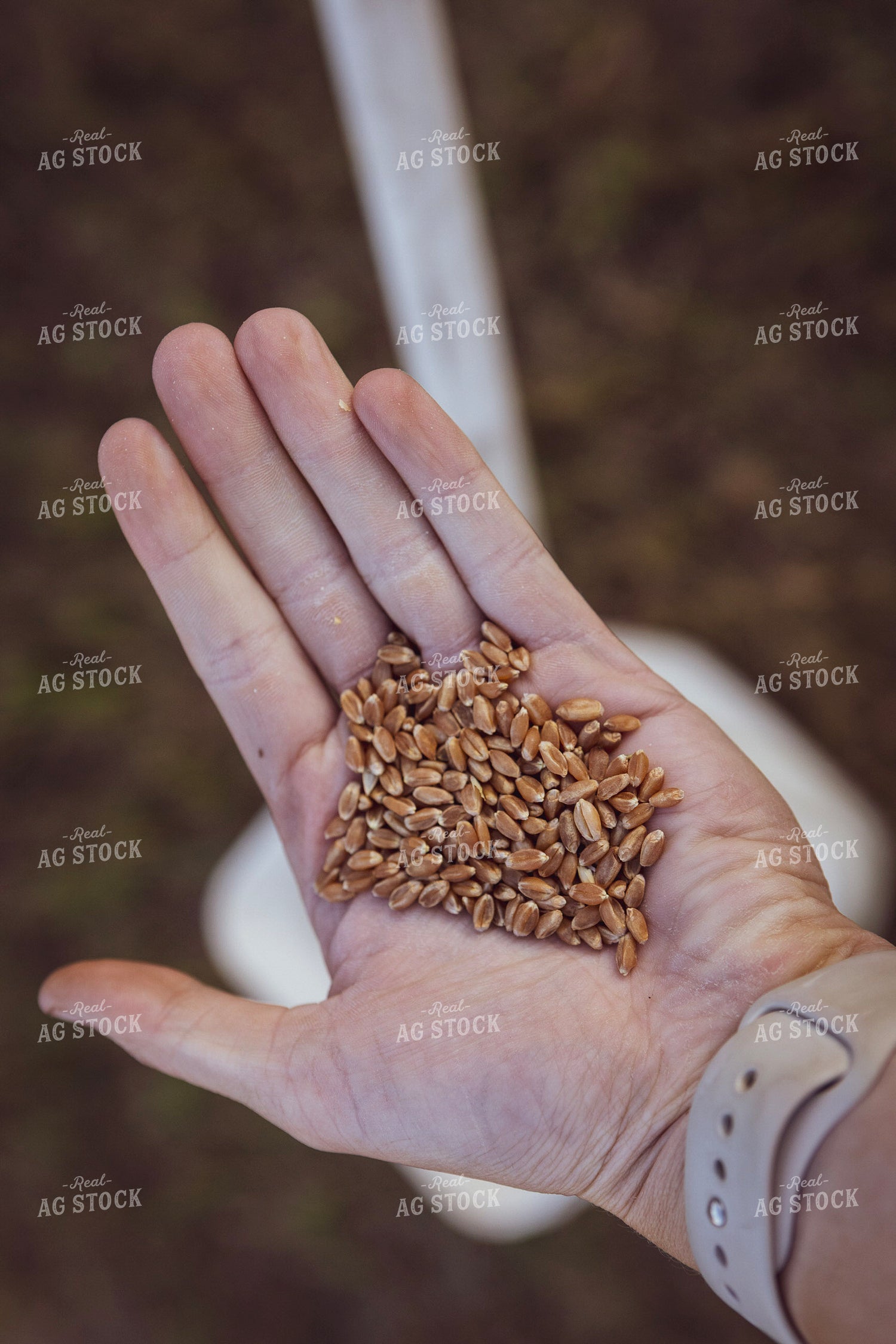 Sampling Harvested Wheat 187275