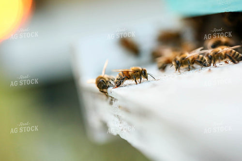 Bees 161006