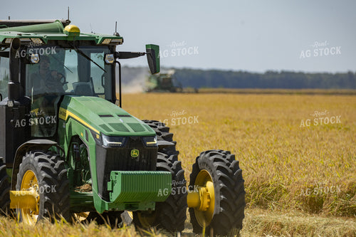 Rice Harvest 291107