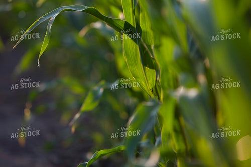 Corn - Mid-Season 1255