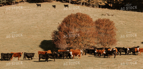 Cattle in Pasture in Fall 66017