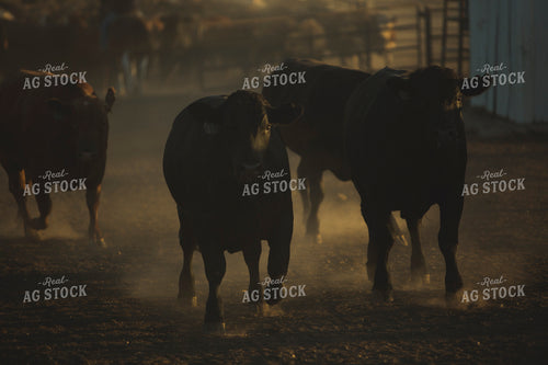Feedyard Cattle 3813