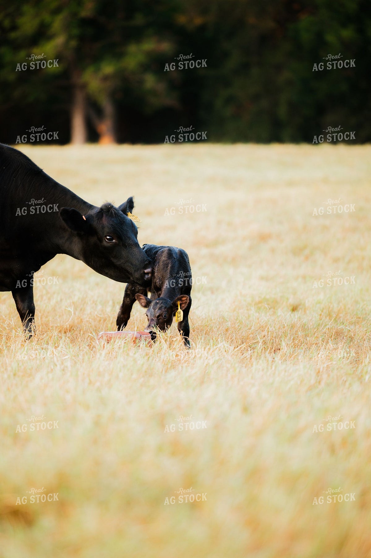 Black Angus Cow Bonding with Newborn Calf in Pasture 402048