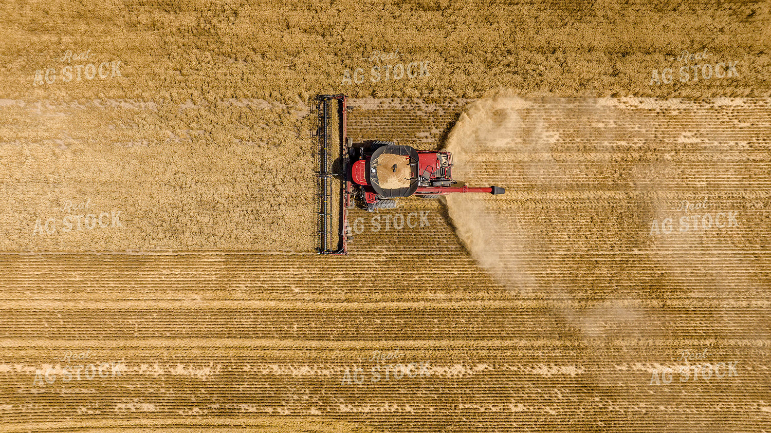 Wheat Harvest 199042