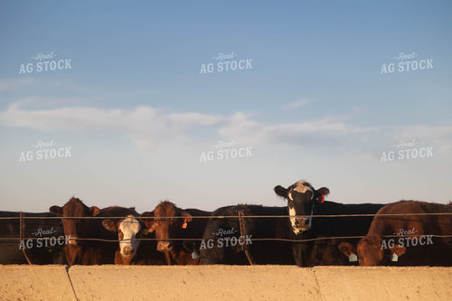 Cattle on Feedlot 72149