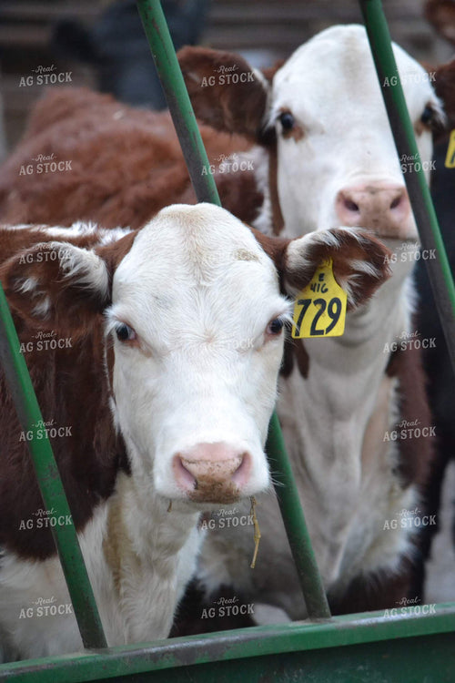 Herefords 194000
