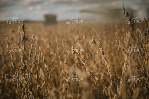 Dried Soybeans 6884