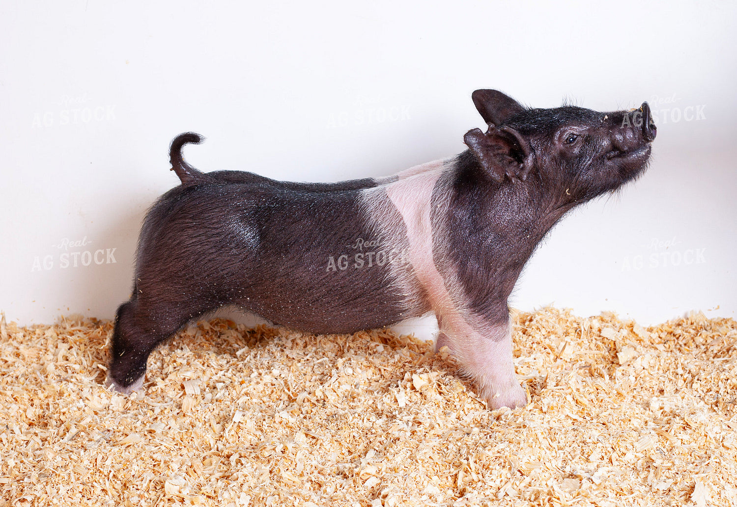 Piglet 132238