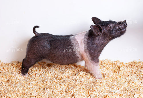 Piglet 132238