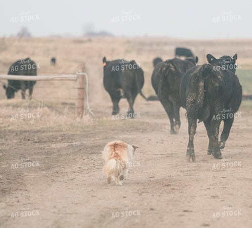Angus Cattle with Dog Trailing Behind 72032