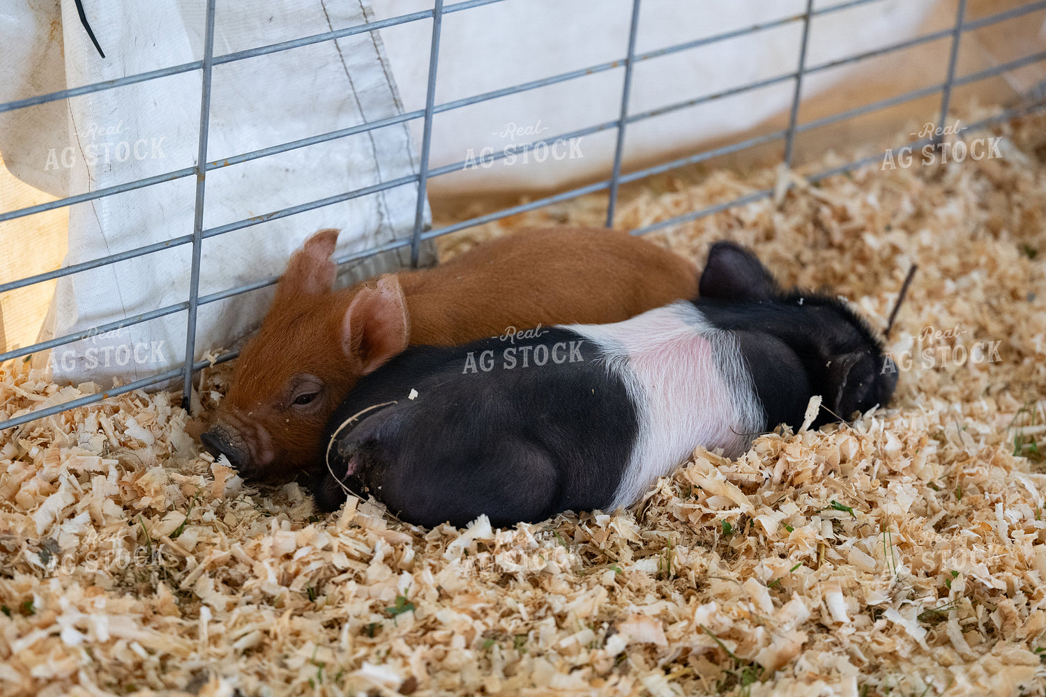 Showing Piglets 269002