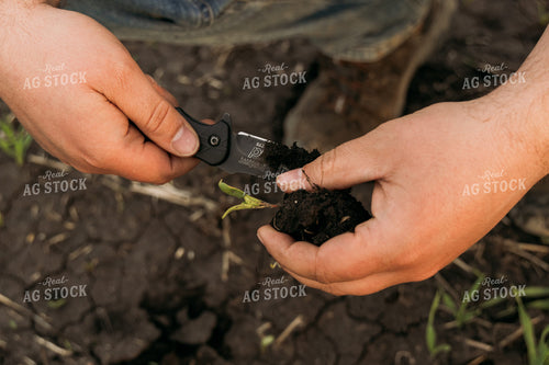 Farmer Scouting Sugar Beets 204002