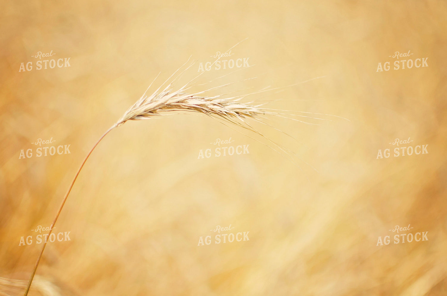 Close Up of Dried Barley 137019