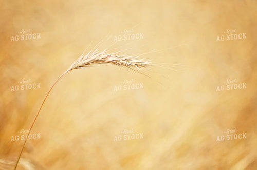 Close Up of Dried Barley 137019