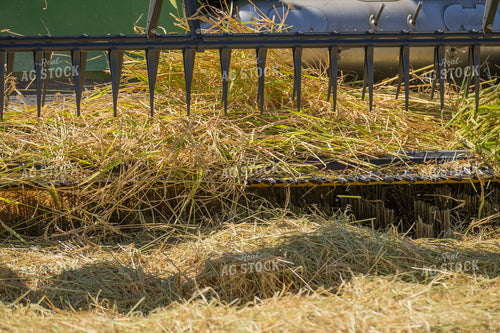 Rice Harvest 291109