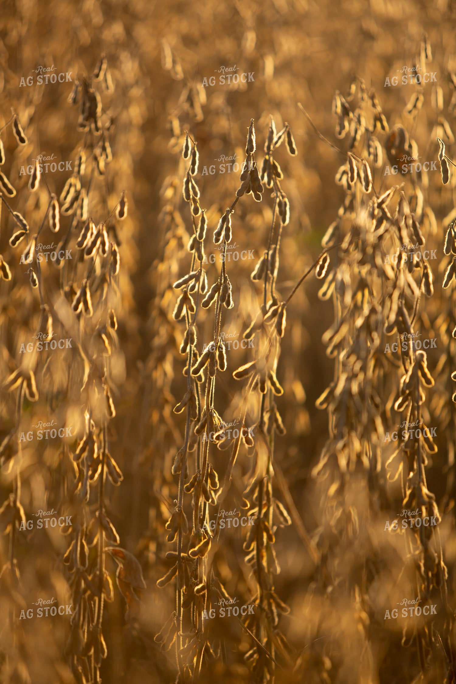 Soybeans - Dry 1537