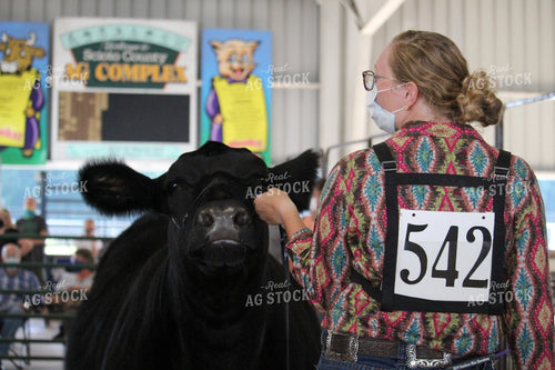 4H Cattle Show with Masks 52045
