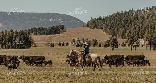 Rancher on Horseback with Cows and Calves 66020