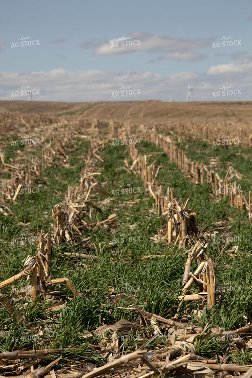 Cover Crops in Corn Stalks 67197