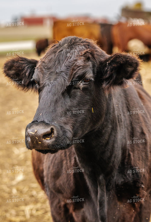 Angus Cattle 289074