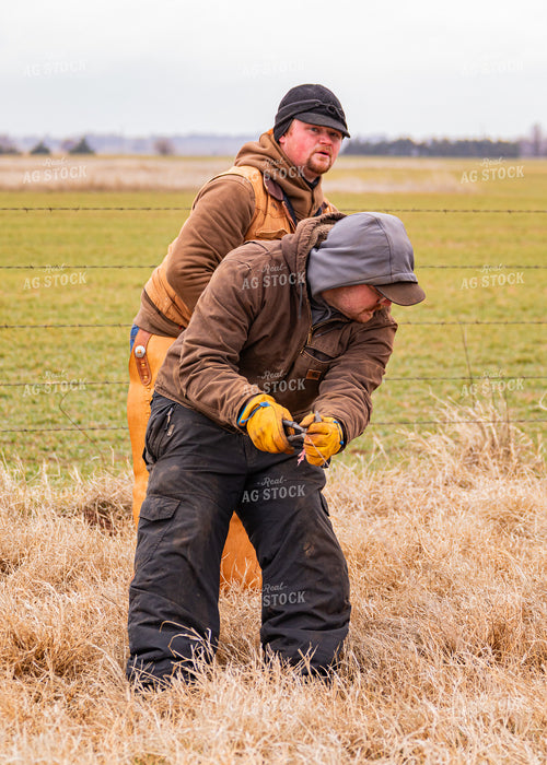 Ranchers Fixing Fence 231075