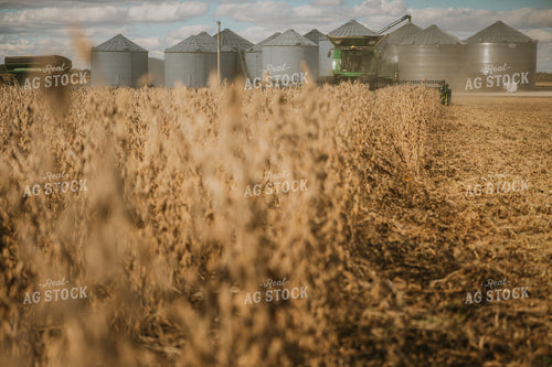 Soybean Harvest 6886