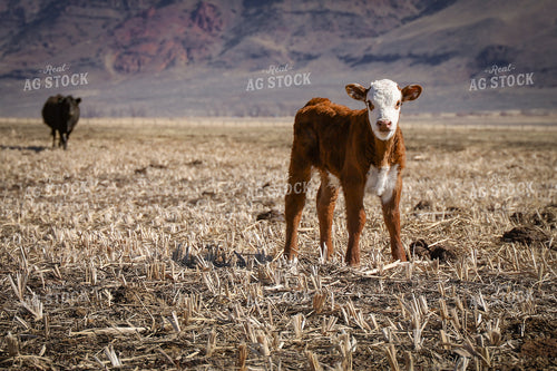 Hereford Calf 78171