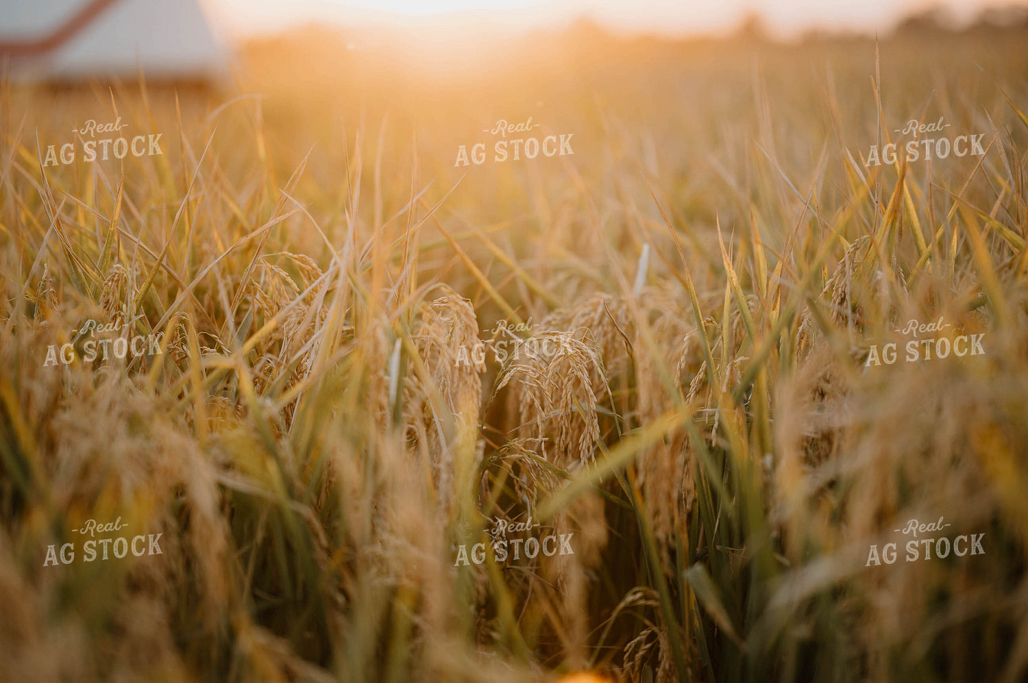 Rice Field 125194