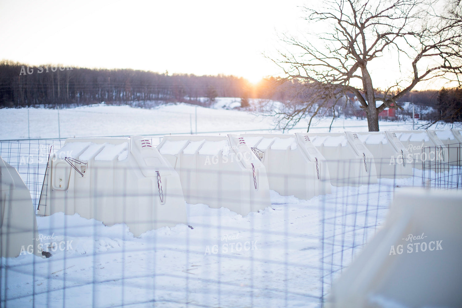 Calf Hutches in Snow 55295